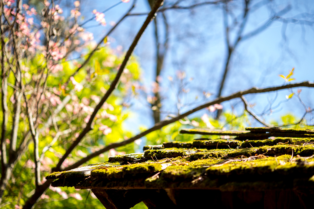 New Gallery: Fort Valley